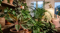 有害物質ゼロ：室内の空気を自然に清浄にする観葉植物7選